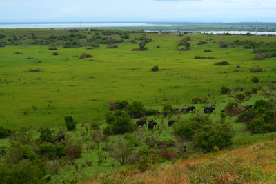 east africa, picture 2: queen elizabeth. click on the image to go to the next picture